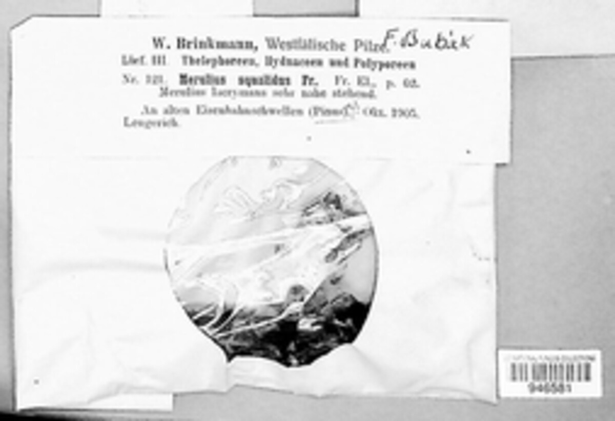 Serpula himantioides image